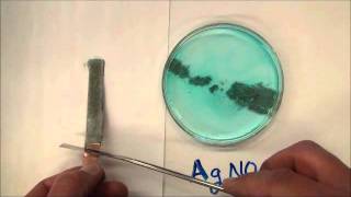 cu silver nitrate reaction [upl. by Nimra]