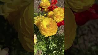 Wistaria Gardens in Parramatta Park  Stunning Spring Event 2024  Australia shorts ytshorts [upl. by Denni]