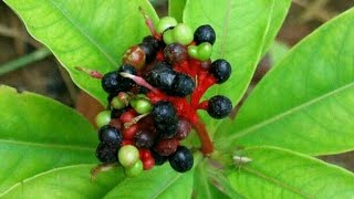 Pharmacognosy of Rauwolfia Serpentina Sarpagandha plant health benefits and side effects [upl. by Richards]