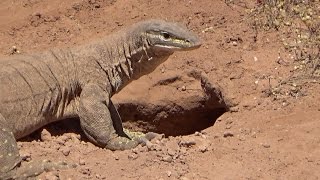 Bungarra in outback Western Australia [upl. by Ninahs464]