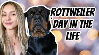 A day in the life owning a Rottweiler [upl. by Arv580]