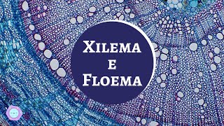 O que são o Xilema e Floema [upl. by Omar]