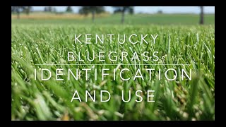 What Kind of Grass is on My Lawn  Kentucky Bluegrass Identification and Use [upl. by Hertzog912]