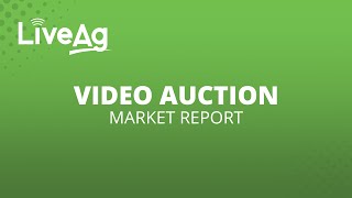 LiveAg Market Report Nov 08 2024 Feeder Cattle Auction [upl. by Avilla]