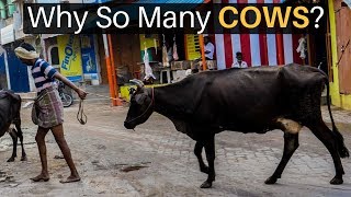 Why Are There So Many Cows in India [upl. by Ettari627]