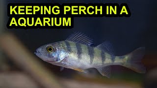 Keeping Perch in a Aquarium UK [upl. by Horatia607]