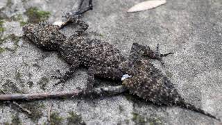 Beautiful LEAFTAILED GECKO  Australian reptiles [upl. by Ayhtin]