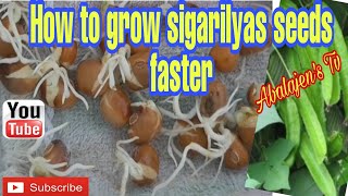 HOW TO GROW SIGARILYAS FASTER [upl. by Eldnek]