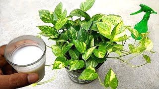 Best natural liquid fertilizer for plants  specially money plants [upl. by Sabas761]