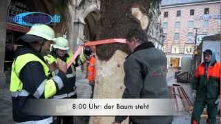 Aus Bad Bayersoien nach München Christbaum Christkindlmarkt Marienplatz 2012 [upl. by Relyuc582]