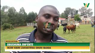 AGACENCWIRE Obushuma bwente 12 zakwatirwa omuri Ibanda [upl. by Russel]