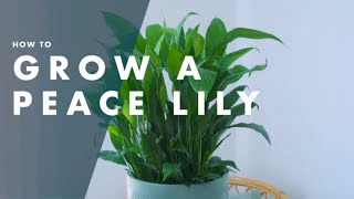 How To Care For A Peace Lily  Bunnings Warehouse [upl. by Maurili137]