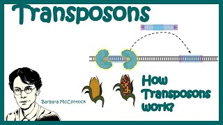 Transposons  Transposable elements  Types of transposons how transposons work [upl. by Ylrebmi]