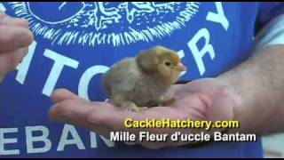 Mille Fleur Duccle Bantam Chicken Breed  Cackle Hatchery [upl. by Kirit606]