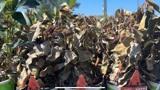 HOME DEPOT Vernon BC Canada plant tour What will we find DEAD PLANTS Mini haul at the end [upl. by Gwenni]