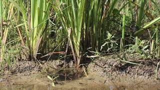 Dragonflies Mating in slow motion [upl. by Seaton602]