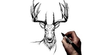 How To Draw a Deer Stag  Step by Step [upl. by Merwyn]