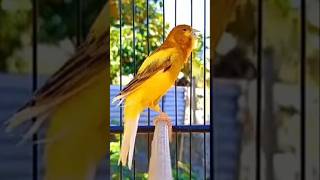 Canarios cantan melodiosamente cantos de canary pájaros canarios interesantes cantos canarios [upl. by Ihsoyim743]