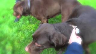 Chocolate Labrador dogs flirting and mating tie  Ruby and Louis [upl. by Boote891]