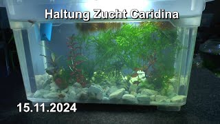 Wichtig Caridina Update der ungewöhnlichen Projekte in der Haltung und Zucht [upl. by Ettenoj]