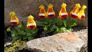 Darwin’s slipper plant from Patagonia  Calceolaria uniflora [upl. by Dugan]