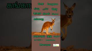 Kangaroo कंगारू Macropus [upl. by Divadnahtanoj]