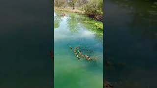 Explore The Beautiful Guadalupe River In Kerrville TX guadaluperiver [upl. by Sug]