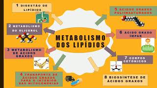 MAPA MENTAL  Metabolismo dos LIPÍDIOS  BIOQUÍMICA  UEPB [upl. by Odlavso]