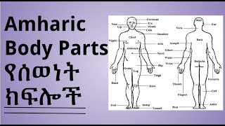 Learn Amharic  Body Parts የሰወነት ክፍሎች [upl. by Pliner]