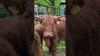 Vier Schotse hooglanders op het Eiland van Brienenoord  Ons010 [upl. by Esiuqcaj]