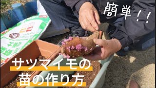 サツマイモ1 苗の作り方【簡単！】【安納芋】【紅はるか】２０２２年３月５日 [upl. by Nuawad]