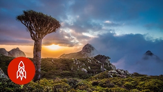 The Alien Beauty of Socotra Island [upl. by Ateuqal]