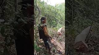 tebang kayu Albasia nyungsep ke bambu [upl. by Ahsytal]