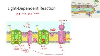 IB Biolgoy 83 Photosynthesis [upl. by Toblat]