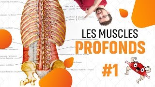 DOULEURS BAS DU DOS CAUSES  EPISODE 6 Muscles Profonds du Dos Partie 1 [upl. by Wilhelmine]