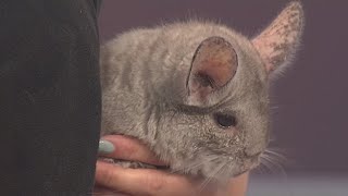 Wild Wednesday Chinchilla From The Dallas Zoo [upl. by Irrabaj]