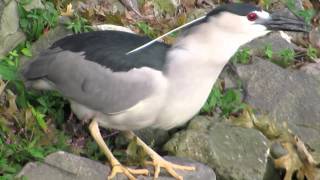 Blackcrowned Night Heron Dude  and PredatorNARRATED [upl. by Wiersma]