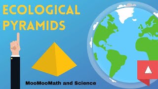 Ecological Pyramid  Environmental Science [upl. by Lemor766]