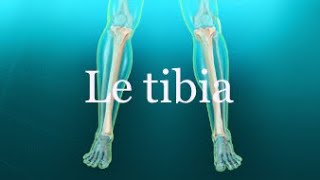 Les os de la jambe le tibia 🦴 [upl. by Nibroc]