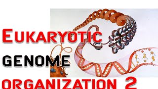 Eukaryotic genome organization 2  chromosome nucleosome [upl. by Joanna863]