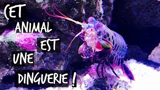 UN ALIEN DANS TON AQUARIUM   TOOPET [upl. by Virginie]