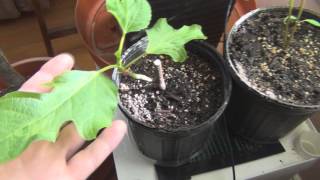 Growing Babaco and figs and citrus update 2013 [upl. by Kenway186]