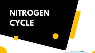 Nitrogen cycle 2nd year biology mdcatbiology environment [upl. by Nnayar210]