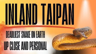 Inland Taipan  Up Close amp Personal wildlife nature animals shorts inlandtaipan [upl. by Gio433]