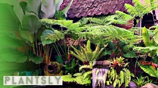 TROPICAL GARDEN WITH BEAUTIFUL PONDS [upl. by Eiramassenav]