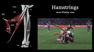 Hamstring Ultrasound [upl. by Berlin477]