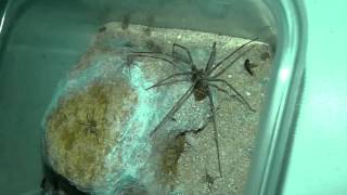 Loxosceles sp Violin spiderRecluse spider with babies [upl. by Annauqal]