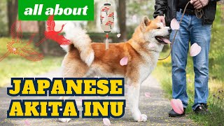 JAPANESE AKITA INU  ALL About This Noble Breed [upl. by Azmuh]