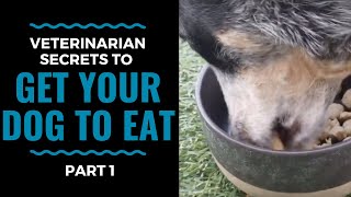 Veterinarian Secrets To Get Your Dog to Eat Part 1 VLOG 68 [upl. by Dadirac]