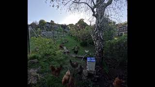 Chickens and sunset time lapse [upl. by Ettenajna]